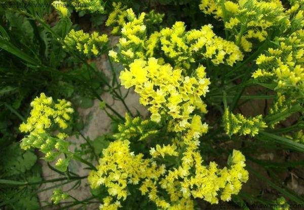 勿忘我种子发芽出苗开花图片