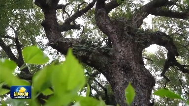 公园更多、品质更高、空间更广！推动城市绿化 各地在行动