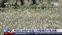 “绿色”成绩单亮眼！我国生态保护修复工作取得历史性成就