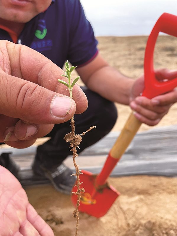 “小柠条”成为农牧民致富的“大希望”