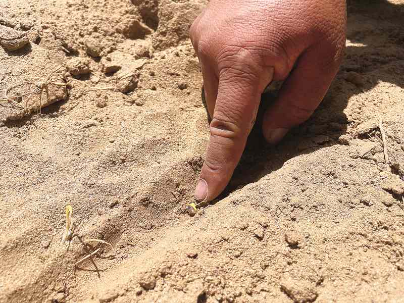 “小柠条”成为农牧民致富的“大希望”