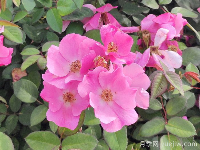 月季花的水插繁殖(图1) 月季花的水插繁殖(图1)