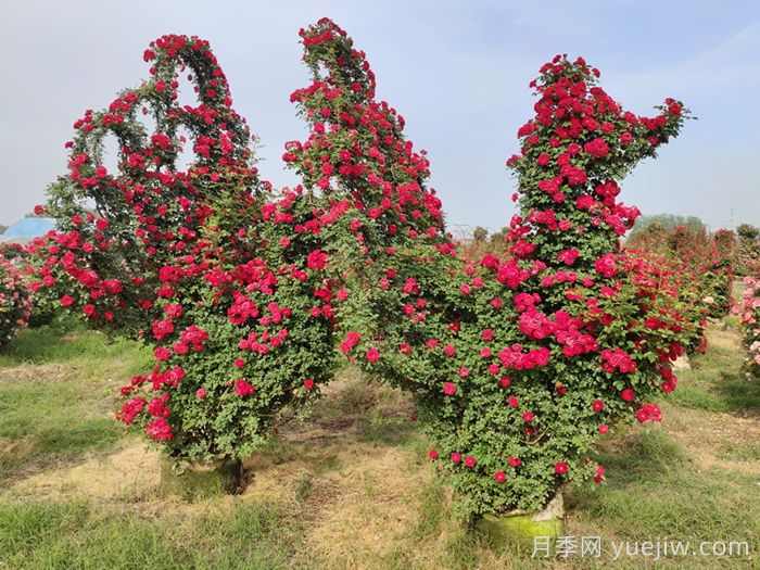 乔木灌木秋季施肥管理有哪些要求？(图3)