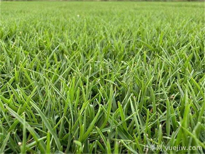 常见草坪种类、特性及应用(图1) 常见草坪种类、特性及应用(图1)