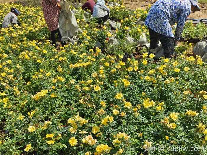 9月园林花木养护工作要点(图3) 9月园林花木养护工作要点(图3)