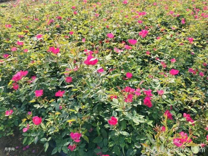 9月园林花木养护工作要点(图1) 9月园林花木养护工作要点(图1)