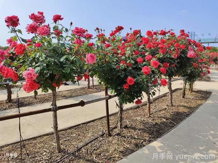 园林绿化苗木品种怎么选?(图2) 园林绿化苗木品种怎么选?(图2)