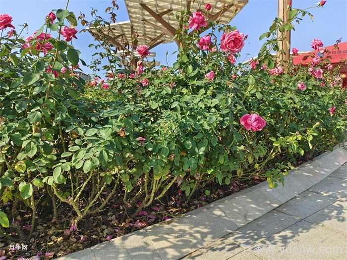 园林绿化苗木品种怎么选?(图1) 园林绿化苗木品种怎么选?(图1)