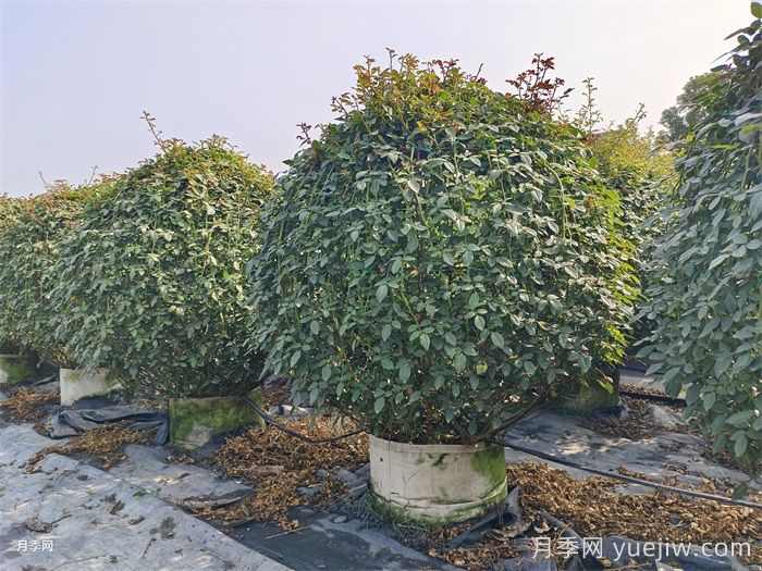 9月园林花木养护工作要点(图2) 9月园林花木养护工作要点(图2)