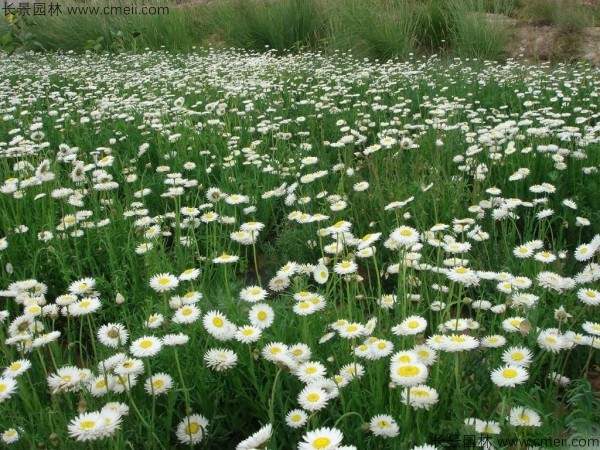 永生菊种子发芽出苗开花图片