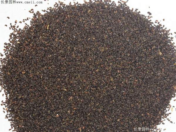 冰岛虞美人种子图片