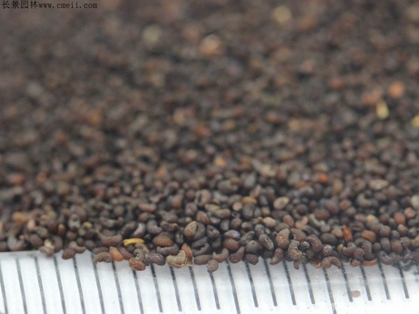 冰岛虞美人种子图片