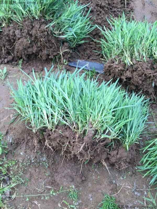 瞿麦种子发芽出苗开花图片