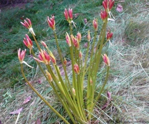 石蒜种子发芽出苗开花图片