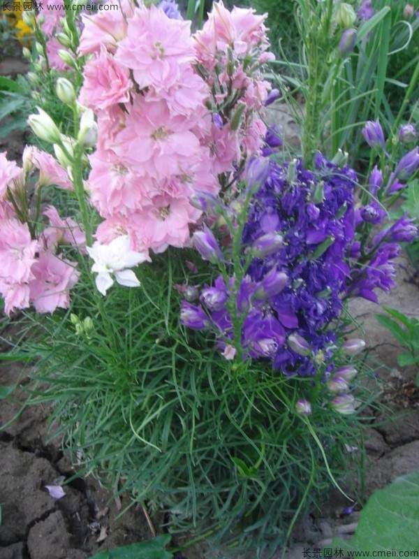 飞燕草种子发芽出苗开花图片