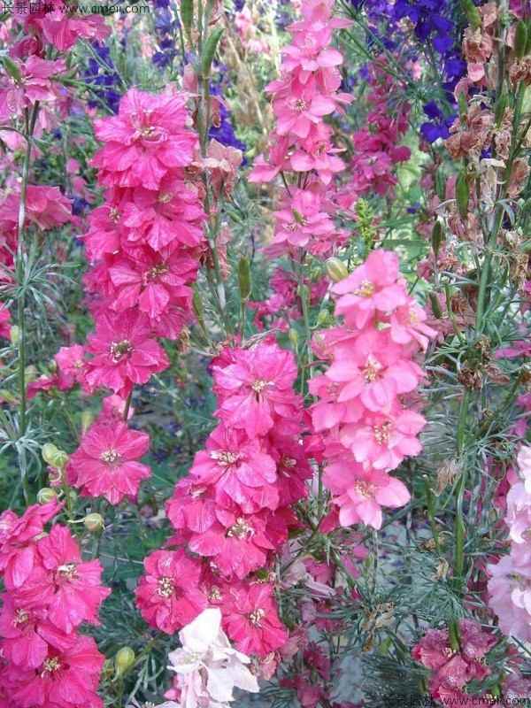 飞燕草种子发芽出苗开花图片