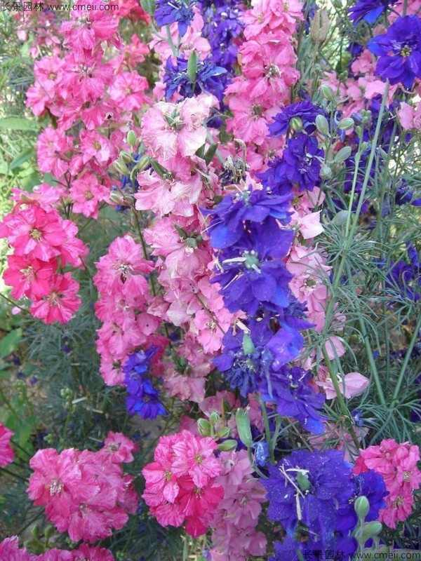 飞燕草种子发芽出苗开花图片