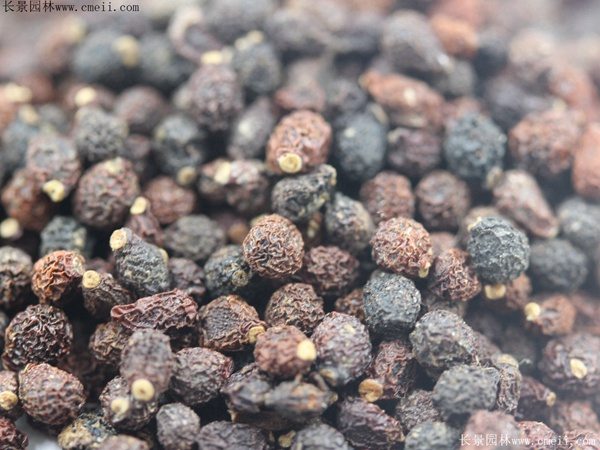 蓝花鸢尾种子图片