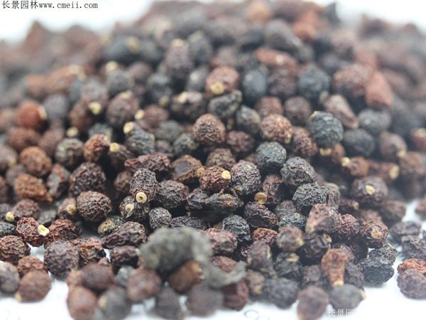 蓝花鸢尾种子图片