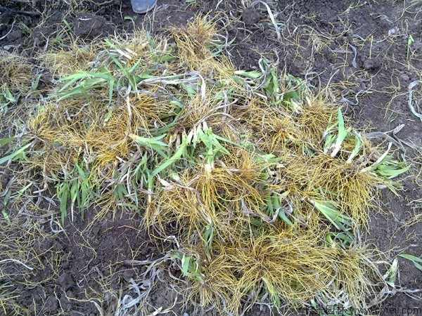 蓝花鸢尾种子发芽出苗图片