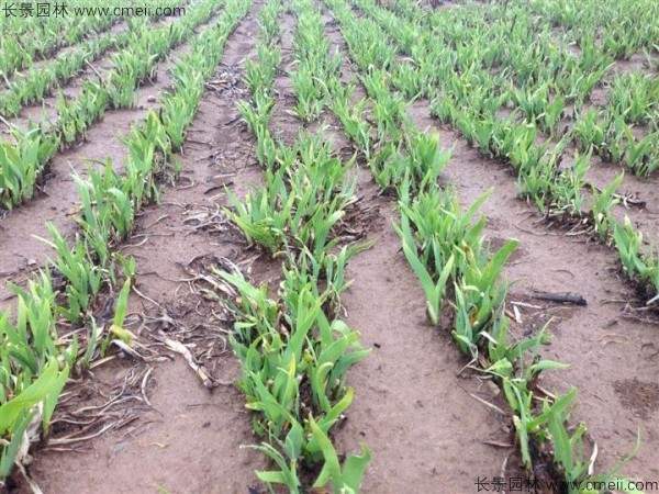 蓝花鸢尾种子发芽出苗图片