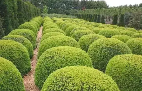 这些苗木术语每个苗木人必须要掌握!(图2) 这些苗木术语每个苗木人必须要掌握!(图2)