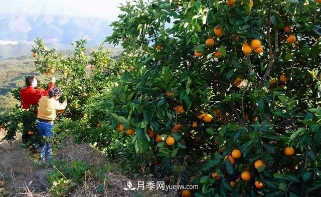 苗木人还有什么新路线可以走?(图4) 苗木人还有什么新路线可以走?(图4)