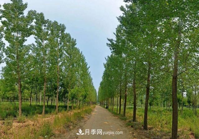 苗木人还有什么新路线可以走?(图3) 苗木人还有什么新路线可以走?(图3)