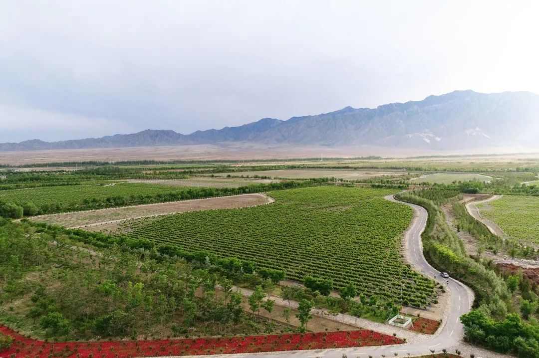 贺兰山东麓：废弃矿坑建成中国最大酿酒葡萄产区