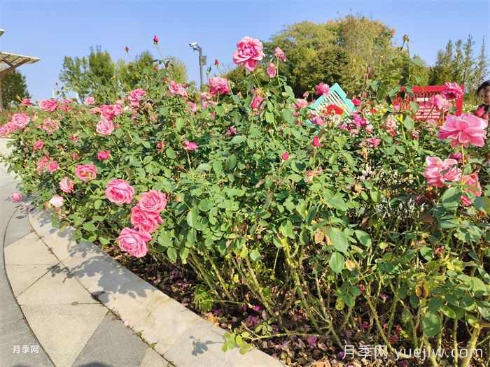 夏季园林花木生存指南,10项措施应对高温(图1) 夏季园林花木生存指南,10项措施应对高温(图1)