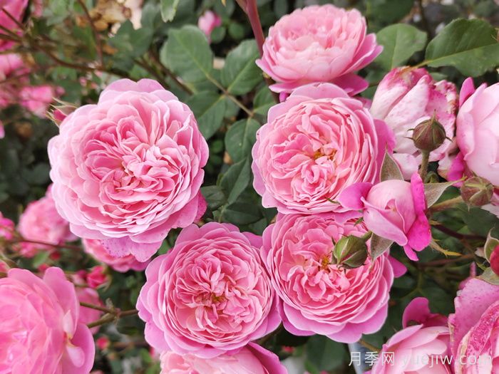 开封适合养月季花吗?市花和市树是什么?(图1) 开封适合养月季花吗?市花和市树是什么?(图1)