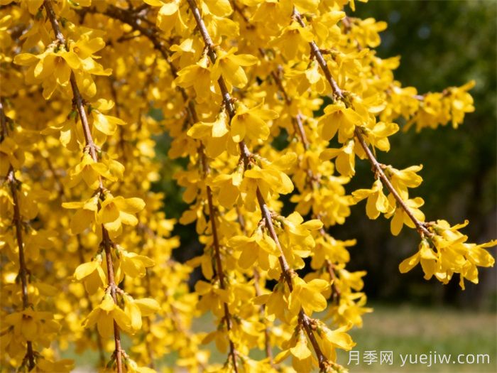 连翘的功效作用及禁忌是什么?(图1) 连翘的功效作用及禁忌是什么?(图1)