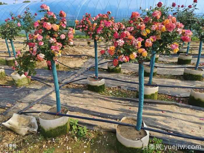 月季花木人不可不知的土壤酸碱知识(图1) 月季花木人不可不知的土壤酸碱知识(图1)