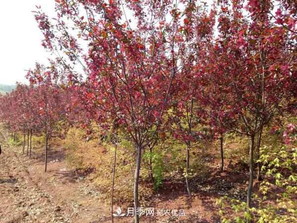 红叶李苗木种植时间及管理(图1) 红叶李苗木种植时间及管理(图1)