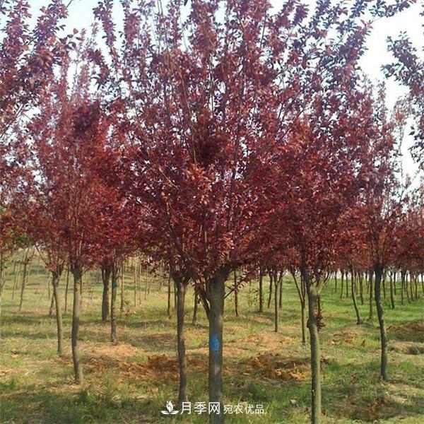 红叶李苗木种植时间及管理(图3) 红叶李苗木种植时间及管理(图3)