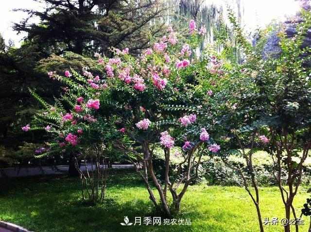 苗木市场已经变了,法桐、国槐、栾树、朴树行情还行不行?(图2) 苗木市场已经变了,法桐、国槐、栾树、朴树行情还行不行?(图2)