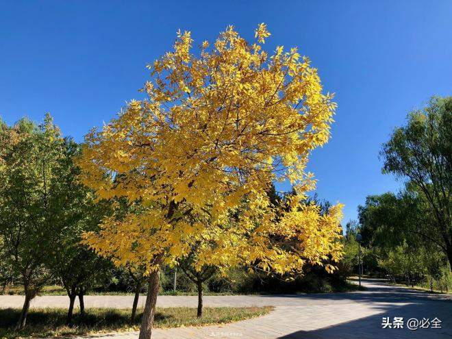 苗木市场已经变了,法桐、国槐、栾树、朴树行情还行不行?(图1) 苗木市场已经变了,法桐、国槐、栾树、朴树行情还行不行?(图1)