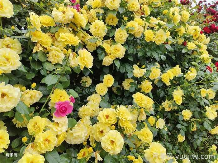 10种金黄色花卉藤本植物(图1)