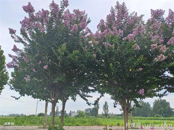 100种常见园林绿化植物(图3)