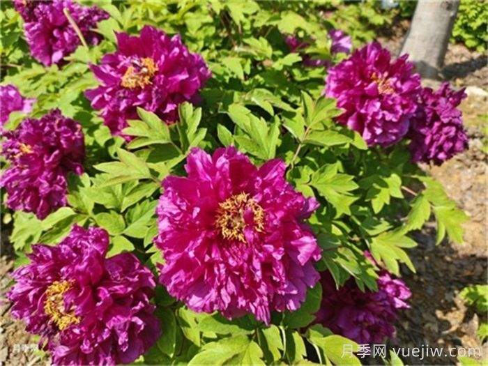 夏季遮阳可防牡丹叶部病害(图1)