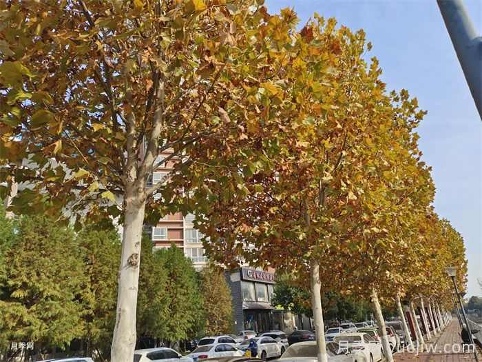 中国用量最大的十种乔木行道树优缺点(图1) 中国用量最大的十种乔木行道树优缺点(图1)