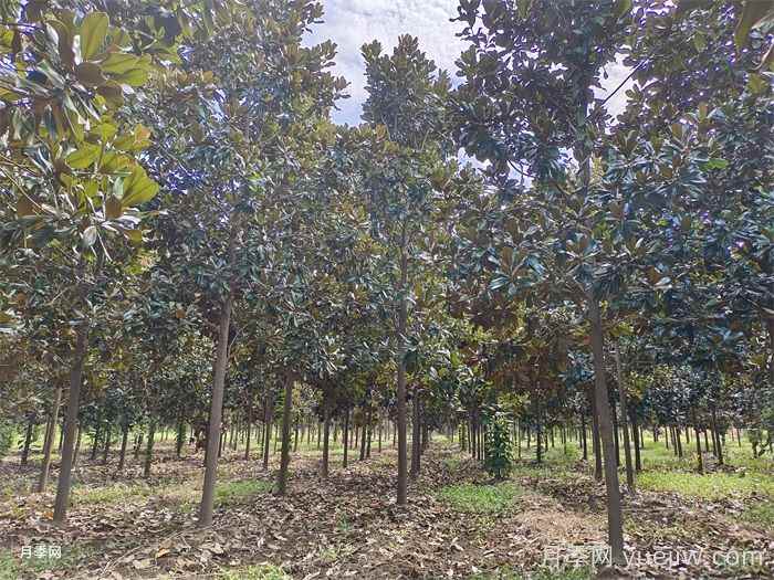 中国用量最大的十种乔木行道树优缺点(图2) 中国用量最大的十种乔木行道树优缺点(图2)