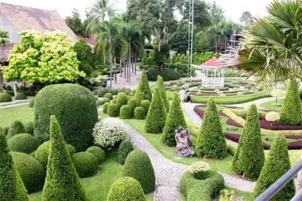 这种高颜值、高利润的苗木,竟然缺点不少(图3) 这种高颜值、高利润的苗木,竟然缺点不少(图3)