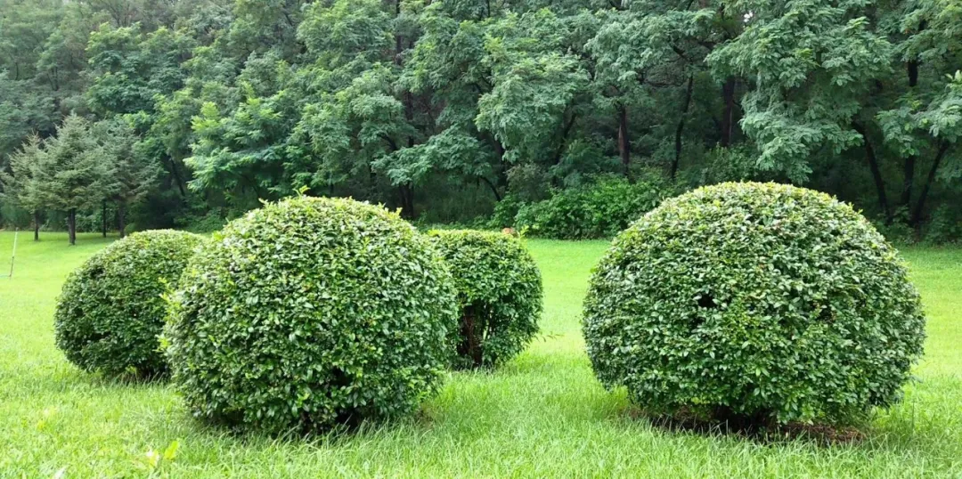 这种高颜值、高利润的苗木,竟然缺点不少(图2) 这种高颜值、高利润的苗木,竟然缺点不少(图2)