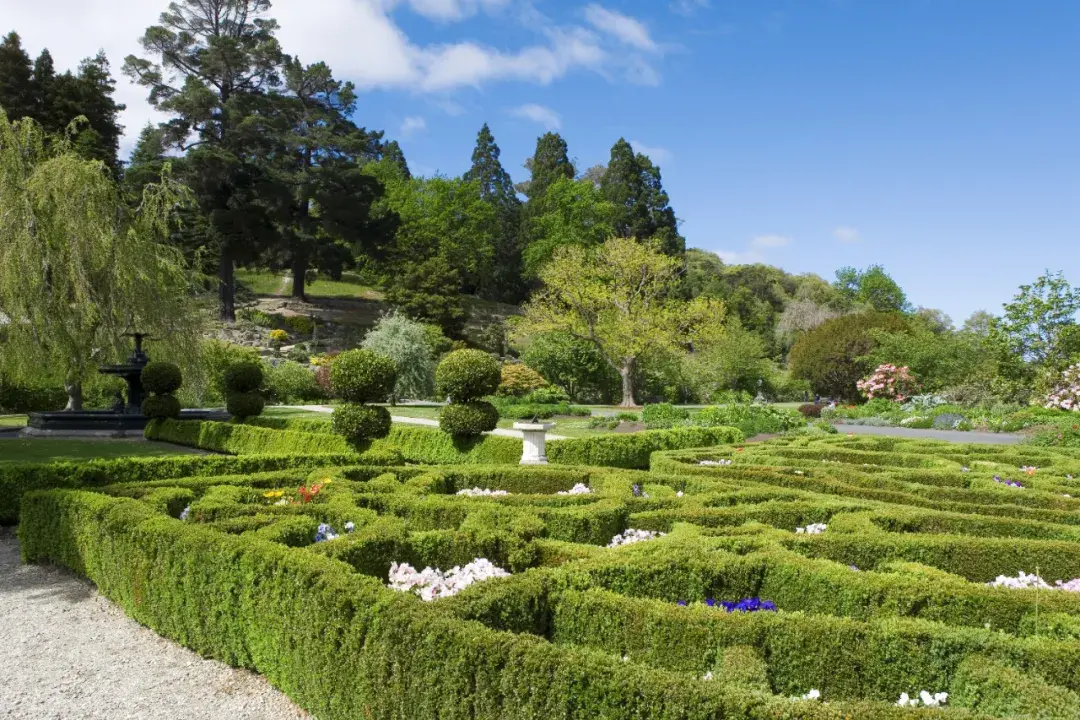 这种高颜值、高利润的苗木,竟然缺点不少(图4) 这种高颜值、高利润的苗木,竟然缺点不少(图4)