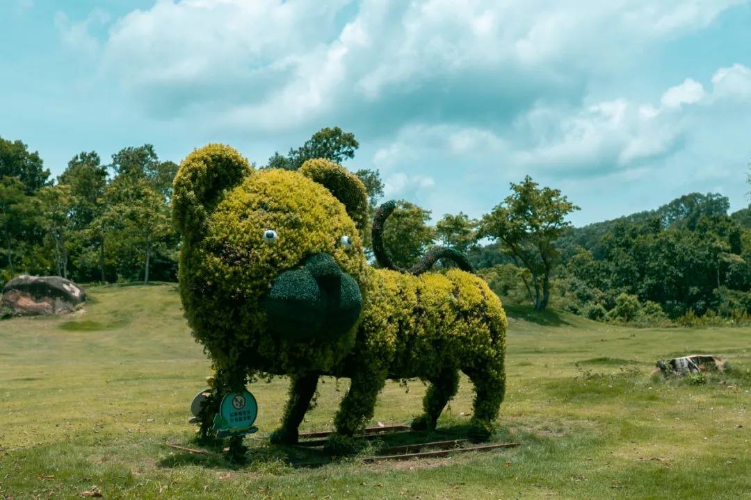这种高颜值、高利润的苗木,竟然缺点不少(图6) 这种高颜值、高利润的苗木,竟然缺点不少(图6)