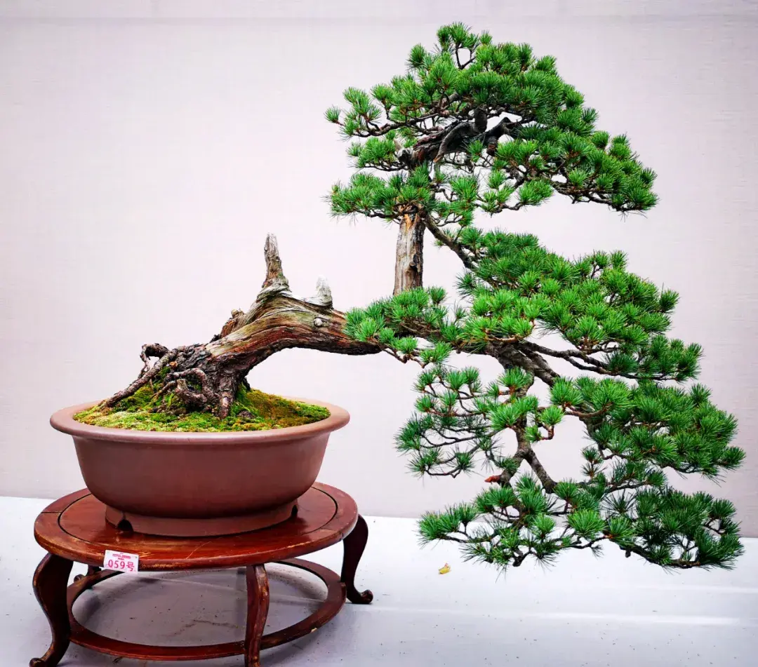 这种高颜值、高利润的苗木,竟然缺点不少(图7) 这种高颜值、高利润的苗木,竟然缺点不少(图7)