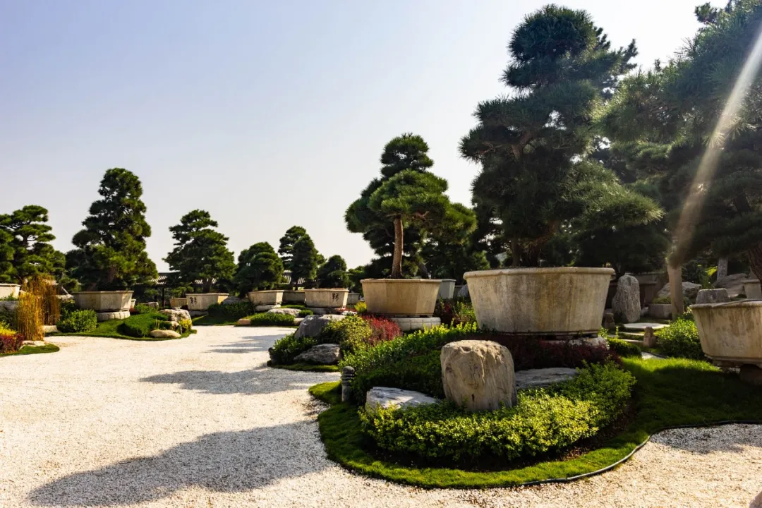 这种高颜值、高利润的苗木,竟然缺点不少(图8) 这种高颜值、高利润的苗木,竟然缺点不少(图8)