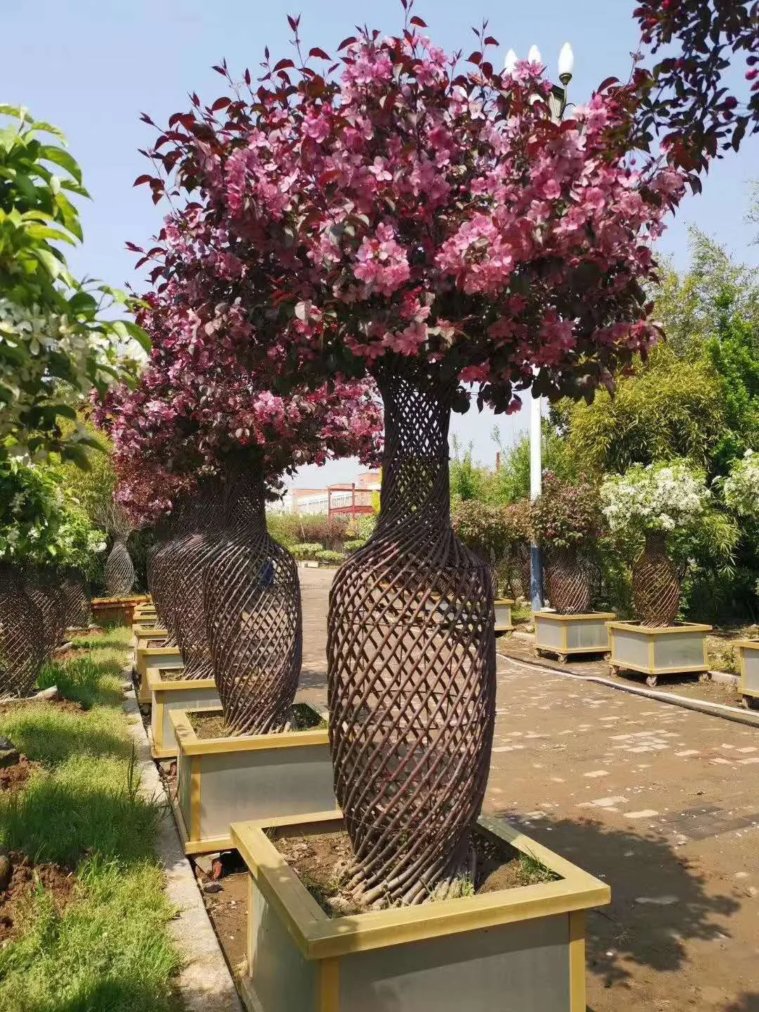 这种高颜值、高利润的苗木,竟然缺点不少(图9) 这种高颜值、高利润的苗木,竟然缺点不少(图9)