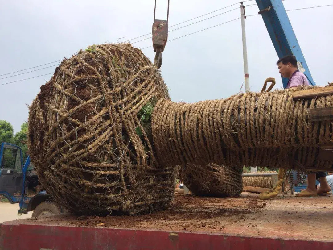 这种高颜值、高利润的苗木,竟然缺点不少(图10) 这种高颜值、高利润的苗木,竟然缺点不少(图10)